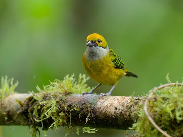 <h3><a href="/trips/costa-rica/biota/animalia/chordata/aves/040 passeriformes/127 thraupidae/tangara icterocephala/tangara icterocephala-nl.html">Tangara&nbsp;icterocephala</a> / Silver‑throated&nbsp;tanager / Zilverkeeltangare</h3>OM-1 Mark II met OLYMPUS M.150-400mm F4.5, 1/1000 sec  bij F4.5, ISO 10000, afstand 4.46&nbsp;m